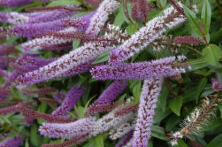 Hebe Midsummer Beauty - a long flowering evergreen shrub.